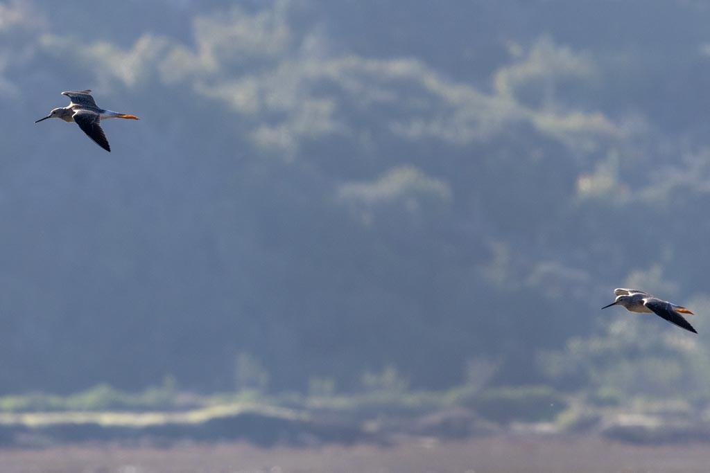 Greater Yellowlegs - ML646568375