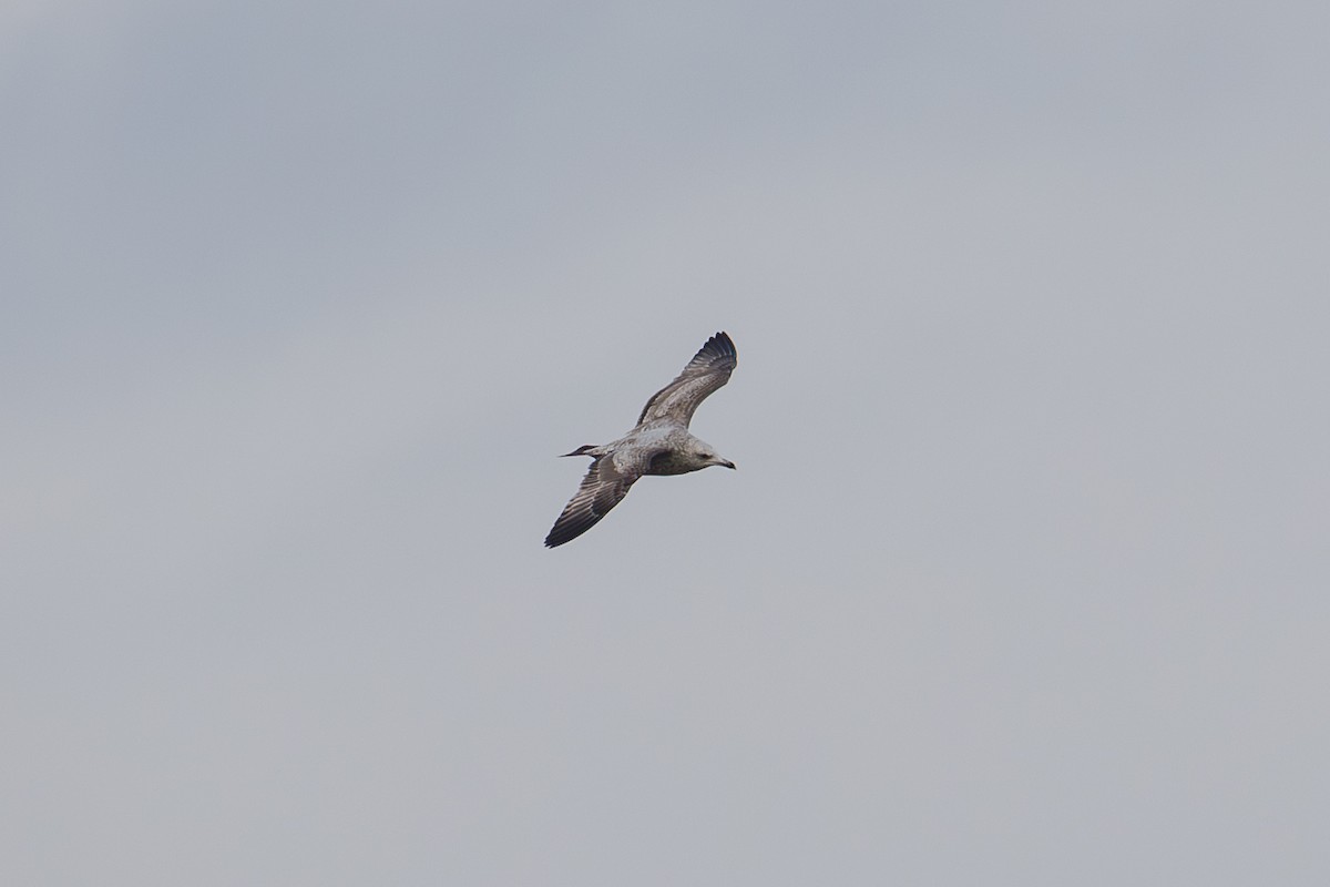 Kanadamöwe - ML646568376