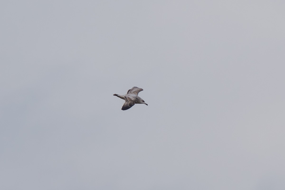 Kanadamöwe - ML646568379