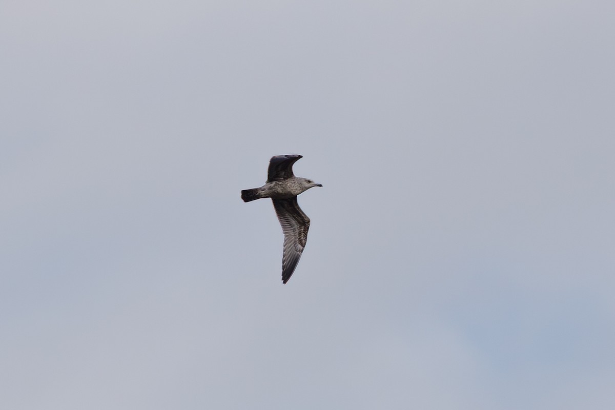 Kanadamöwe - ML646568381