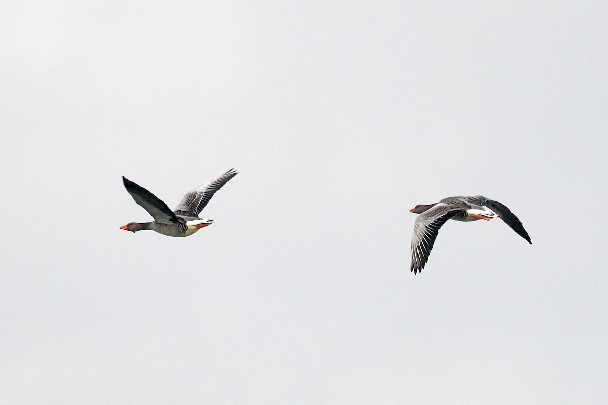 Graylag Goose - ML646568383