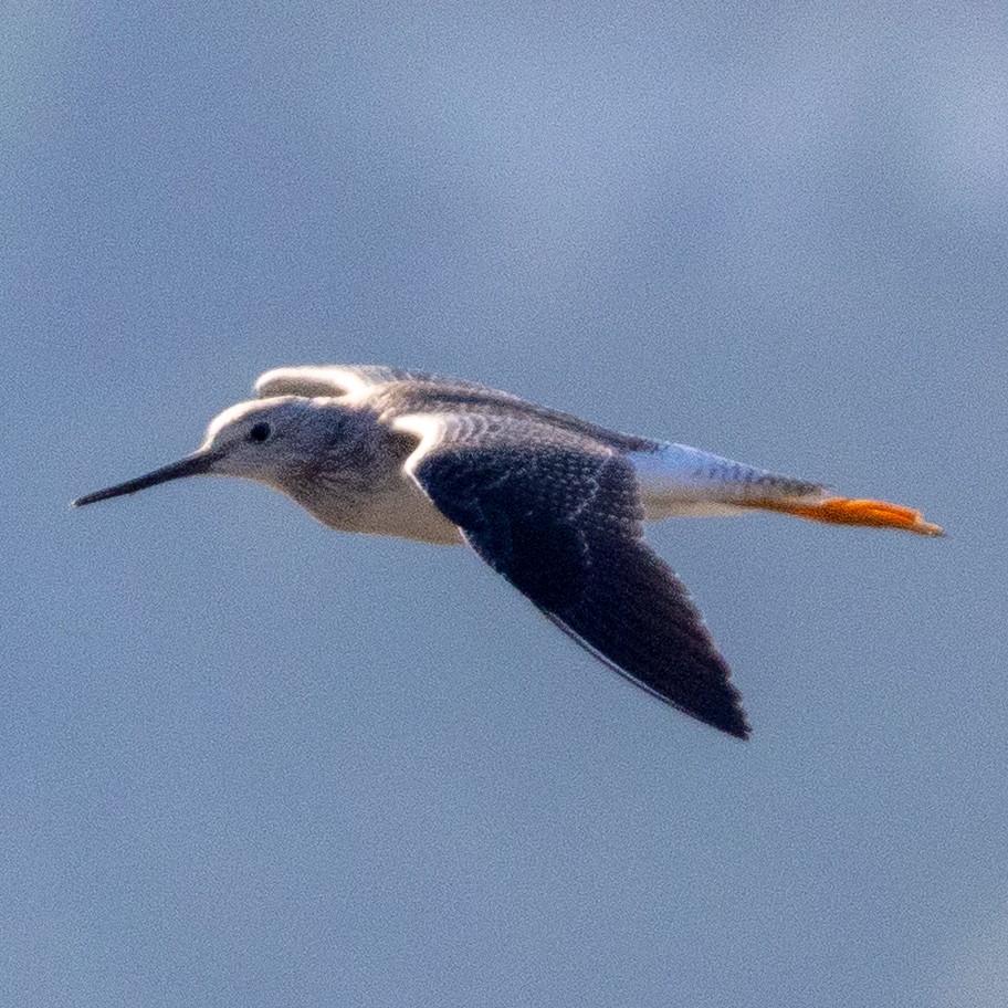 Greater Yellowlegs - ML646568384