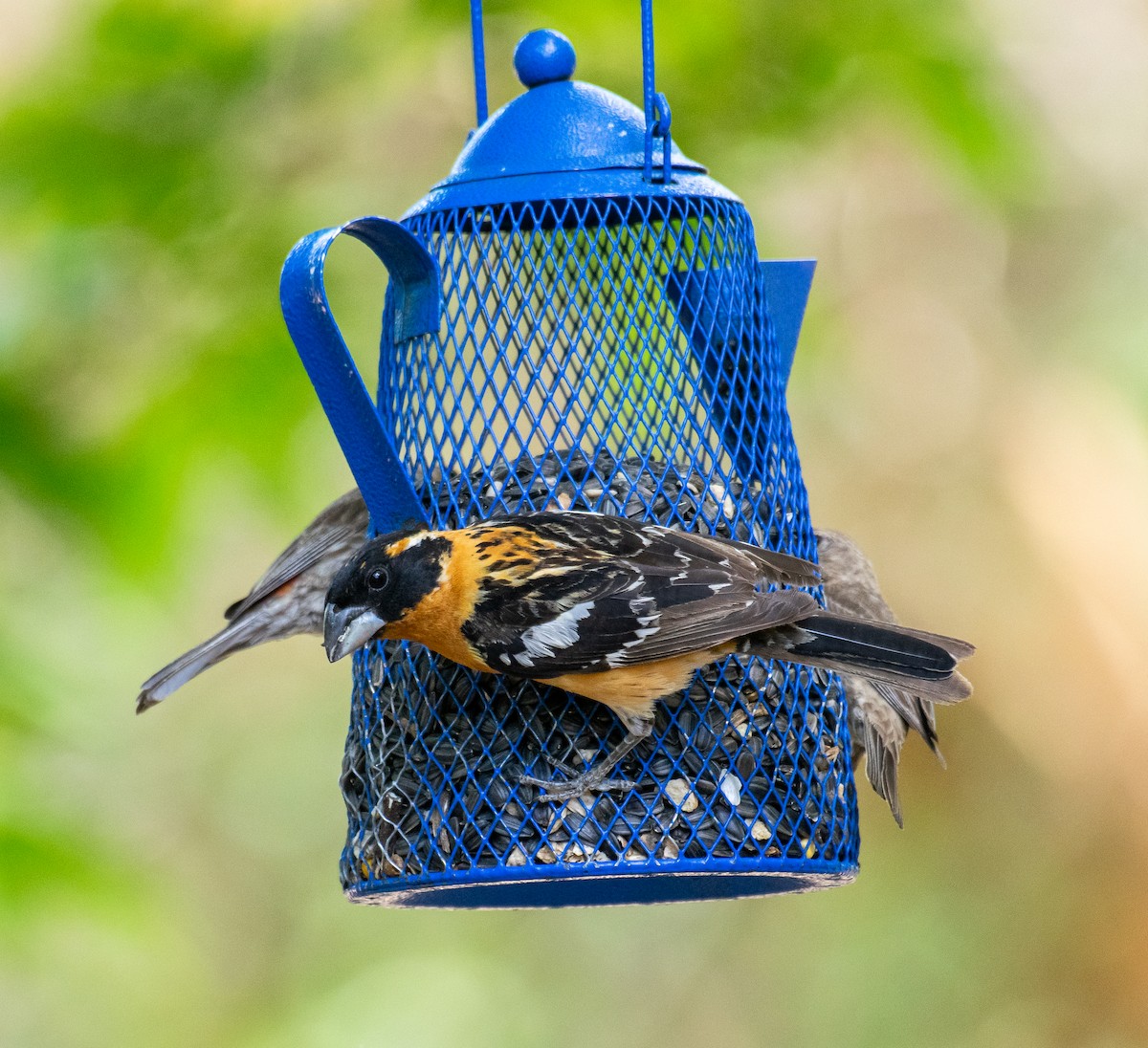 Black-headed Grosbeak - ML646568386