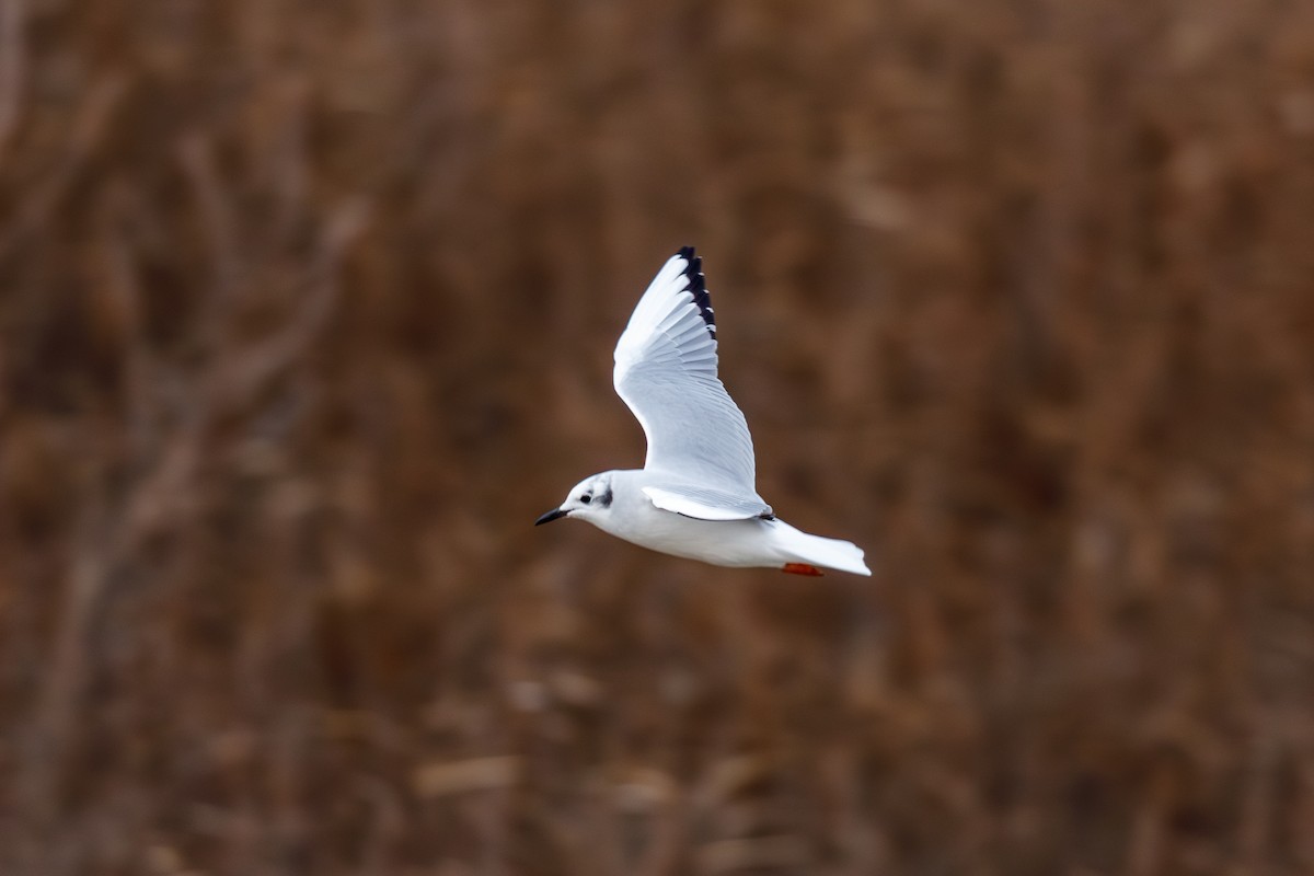 Bonapartemöwe - ML646568387