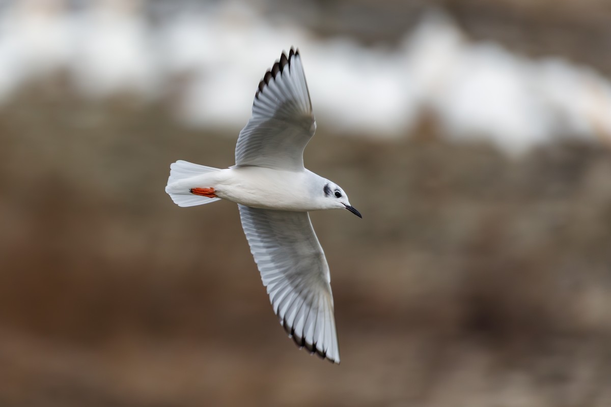 Bonapartemöwe - ML646568388