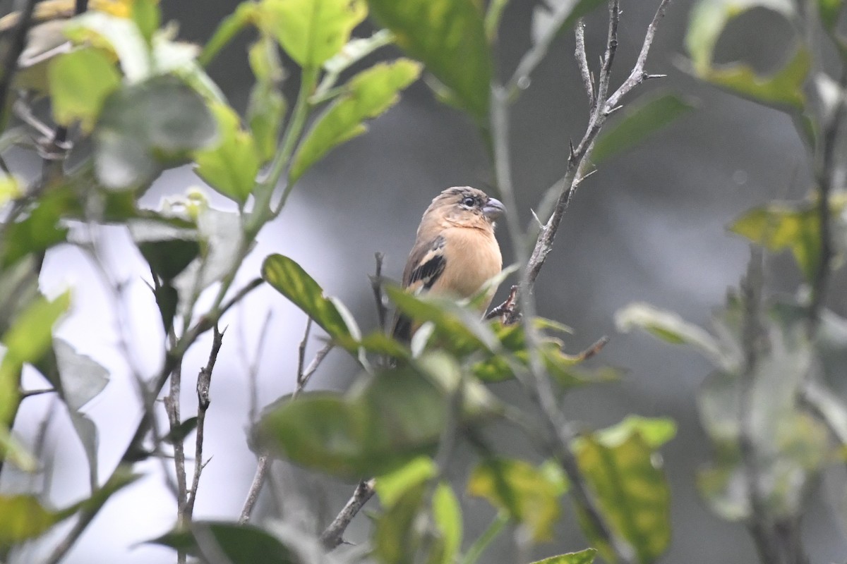 Morelet's Seedeater - ML646568391