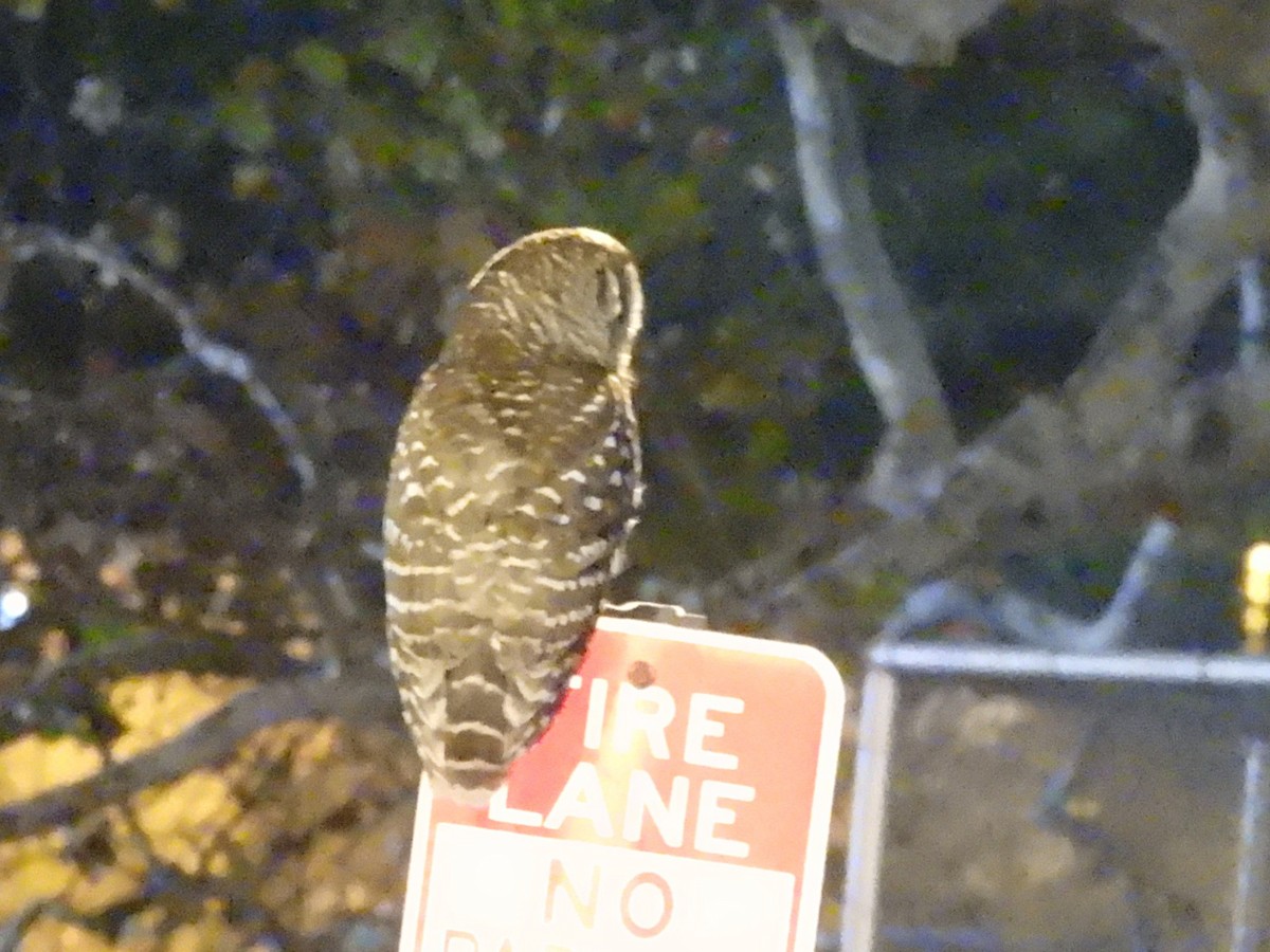 Barred Owl - ML646568392