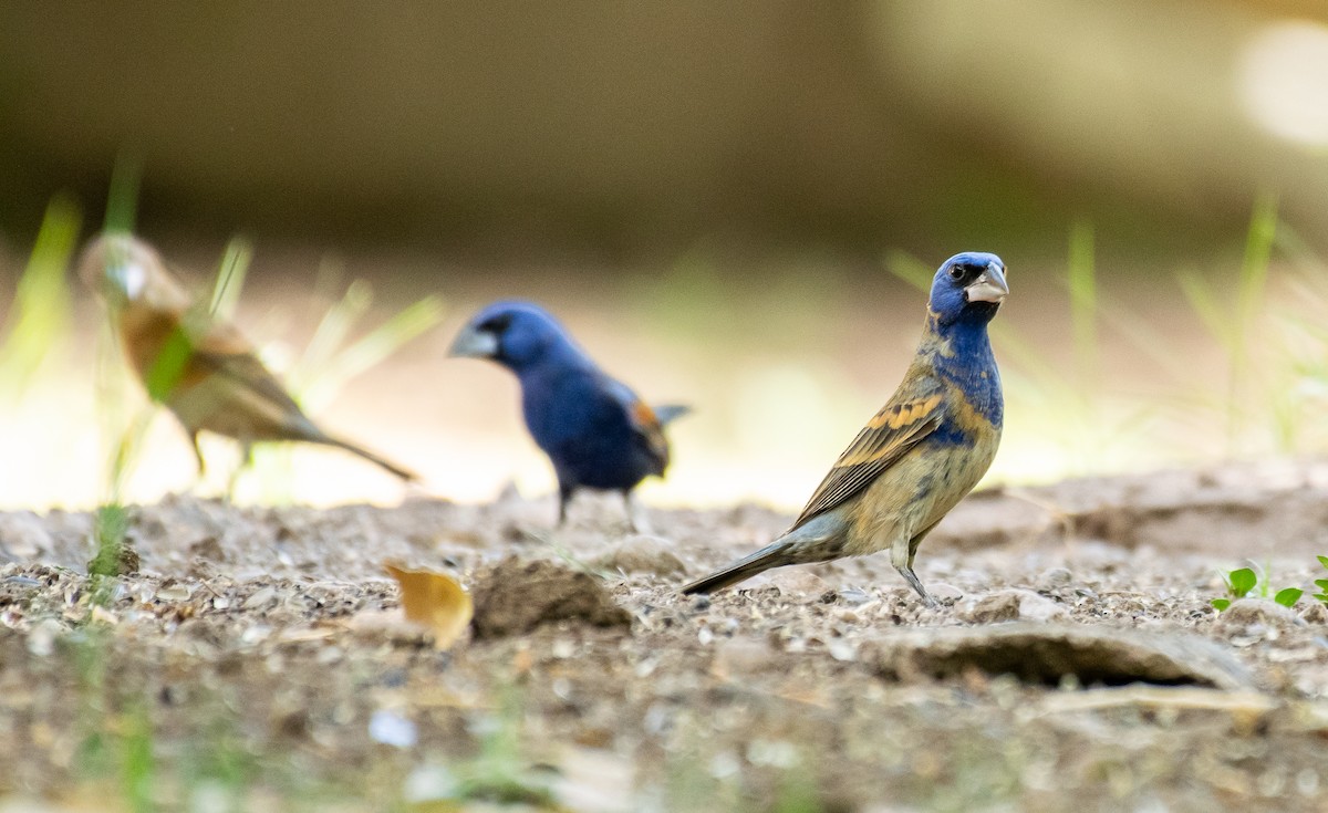 Blue Grosbeak - ML646568393