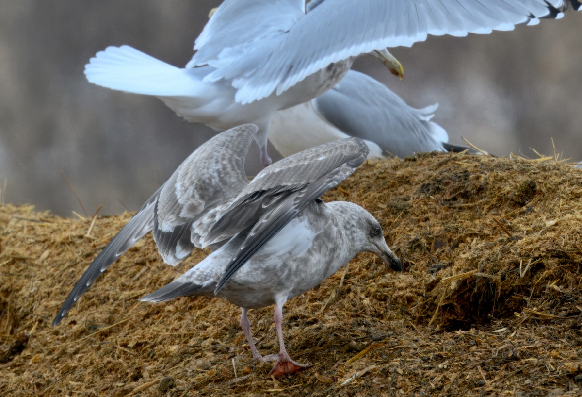 Мартиновий sp. - ML646568394