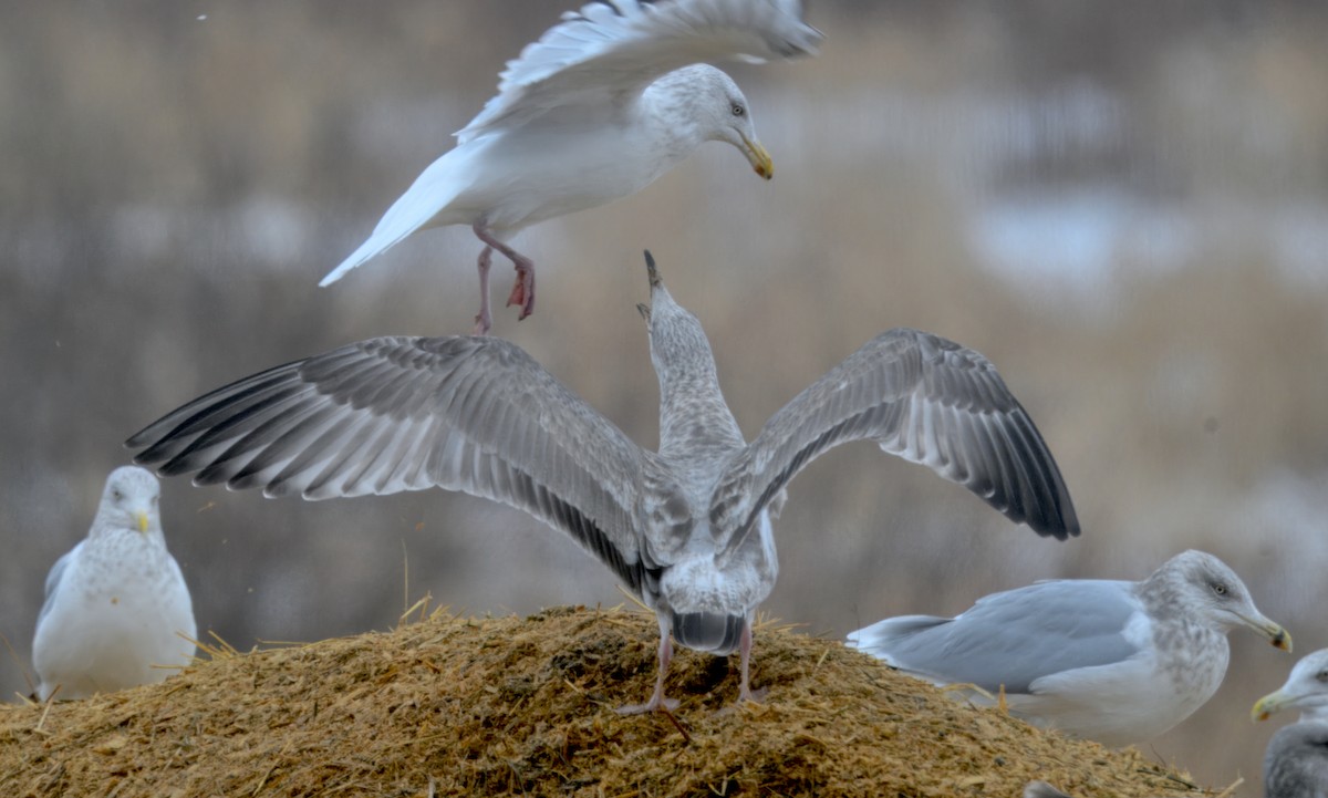 Мартиновий sp. - ML646568395