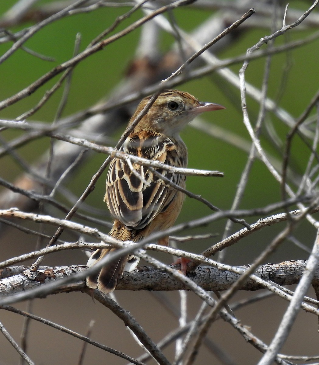 Zitting Cisticola - ML646568396