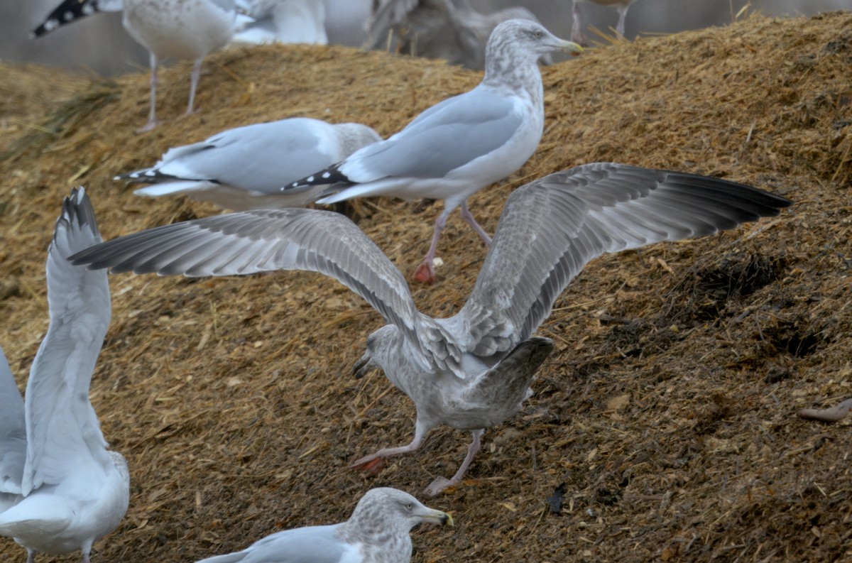 Мартиновий sp. - ML646568397