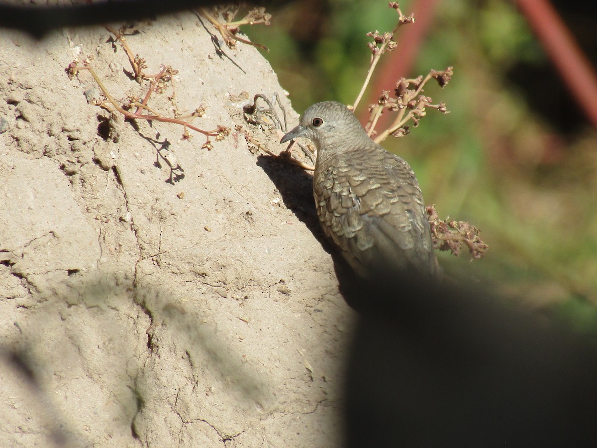 holoubek mexický - ML646568399