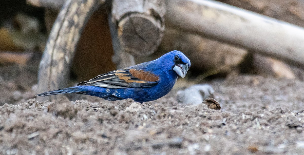 Blue Grosbeak - ML646568409