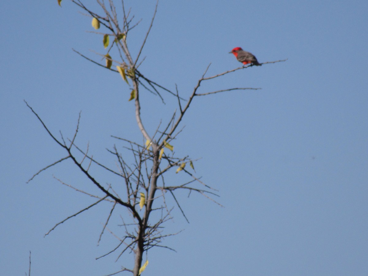 Vermilion Flycatcher - ML646568410