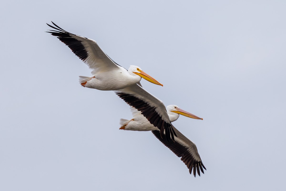 Nashornpelikan - ML646568413