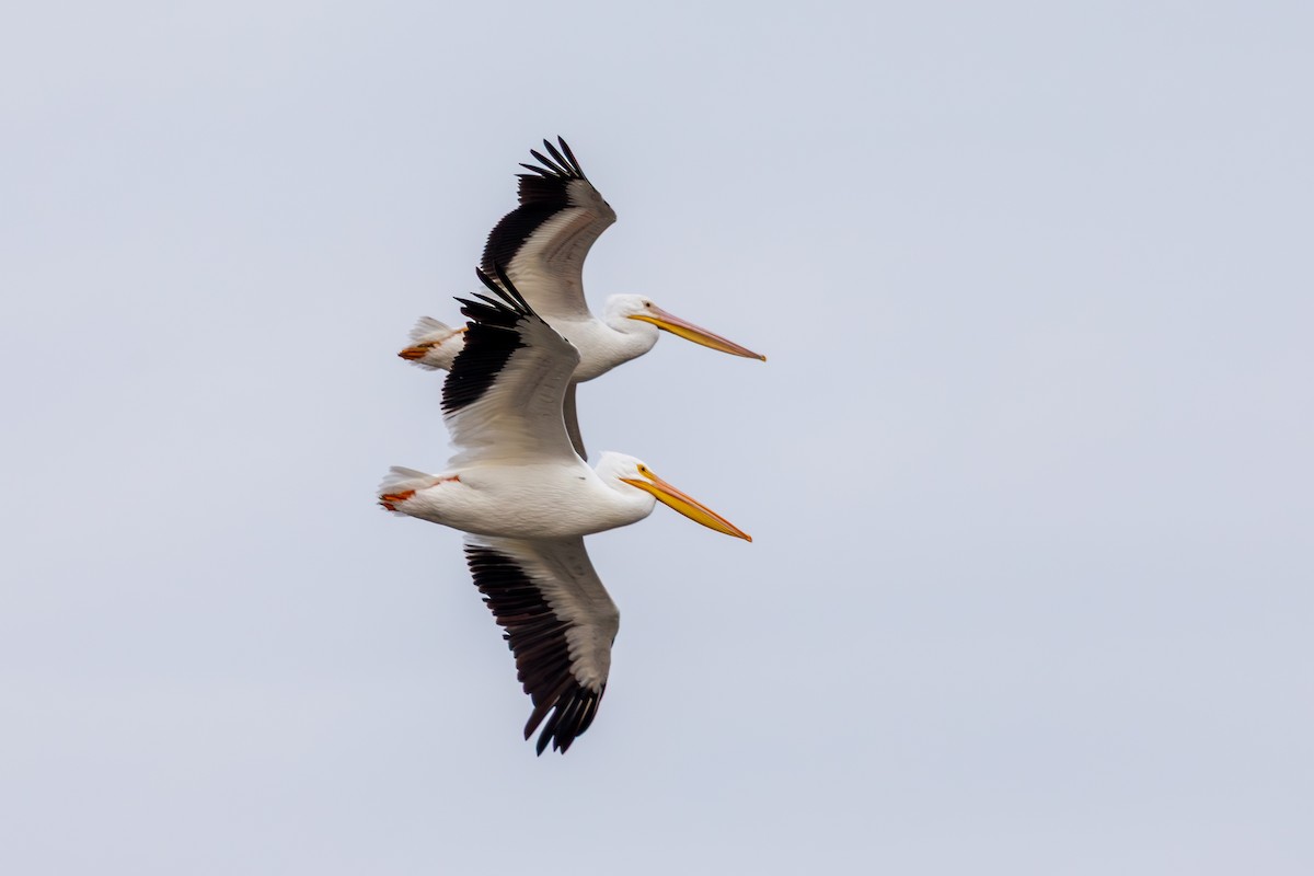 Nashornpelikan - ML646568415