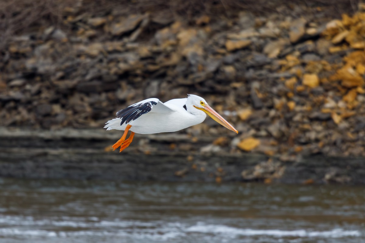 Nashornpelikan - ML646568416