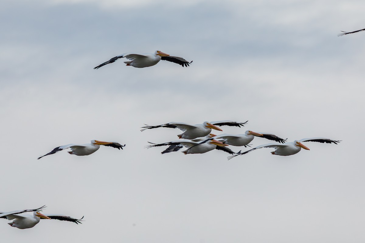 Nashornpelikan - ML646568417