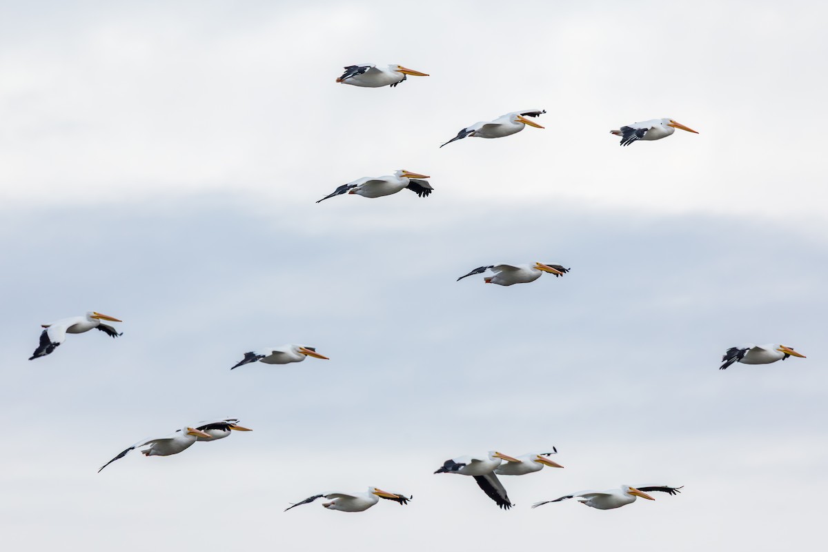 Nashornpelikan - ML646568418