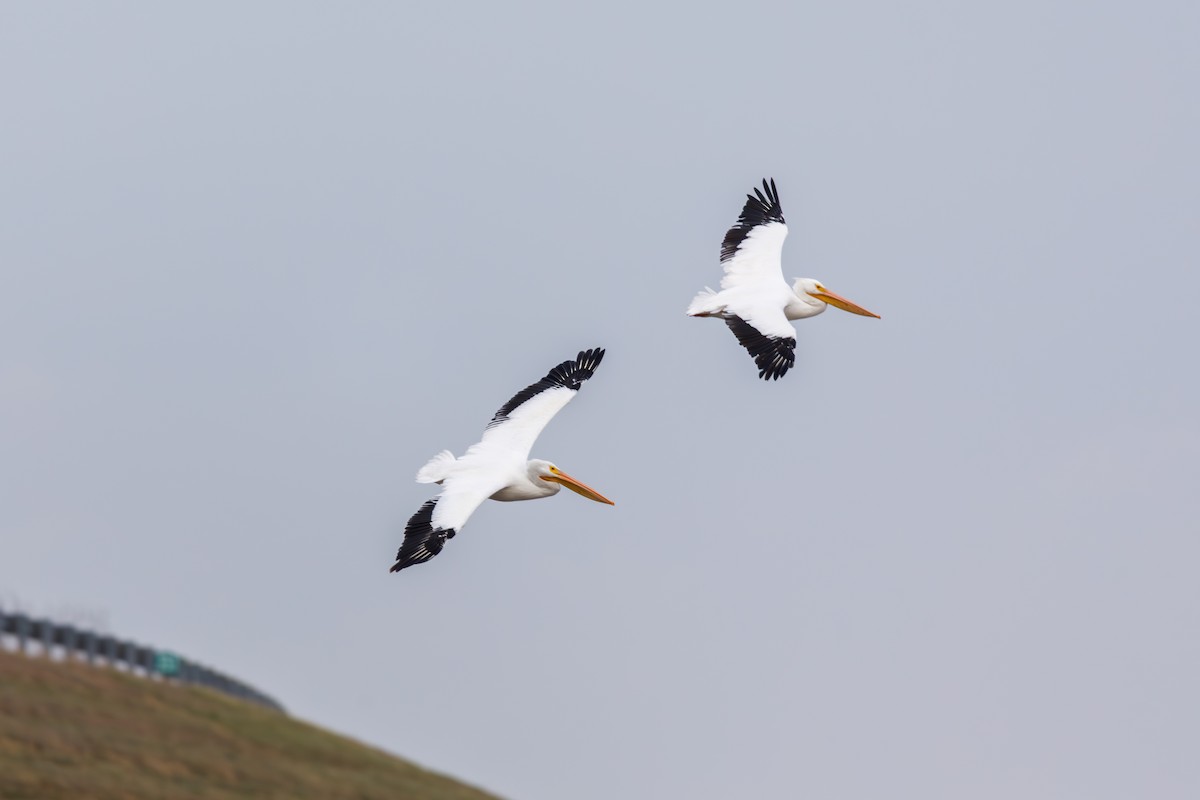 Nashornpelikan - ML646568419