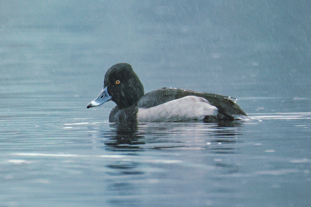 Murgilari lepokoduna x txikia (hibridoa) - ML646568424