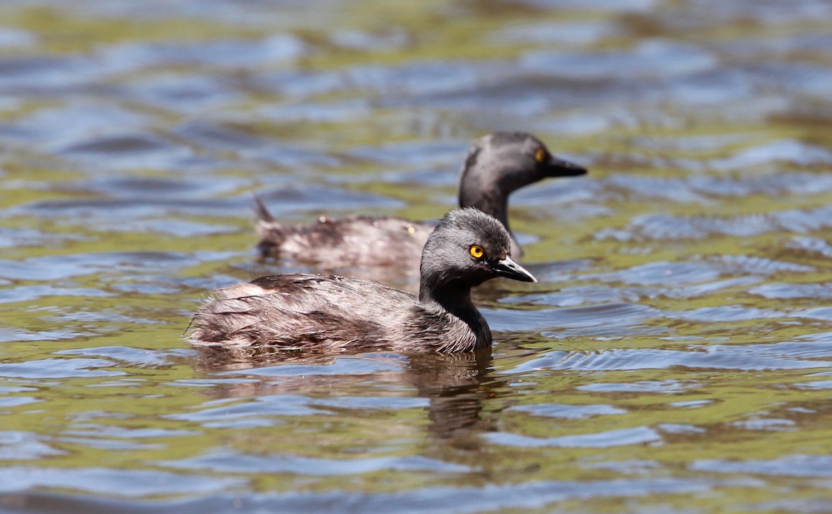 Least Grebe - ML646568427