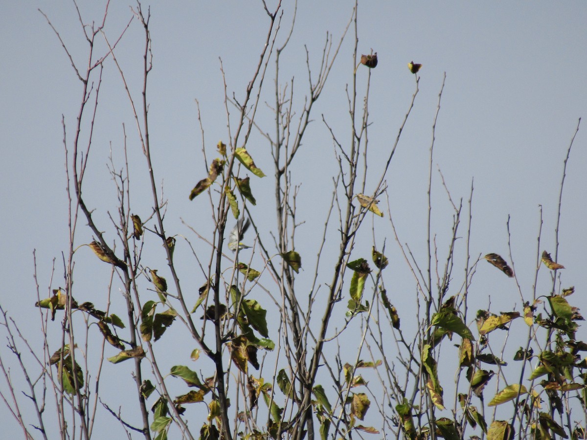 lesňáček žlutoskvrnný - ML646568428