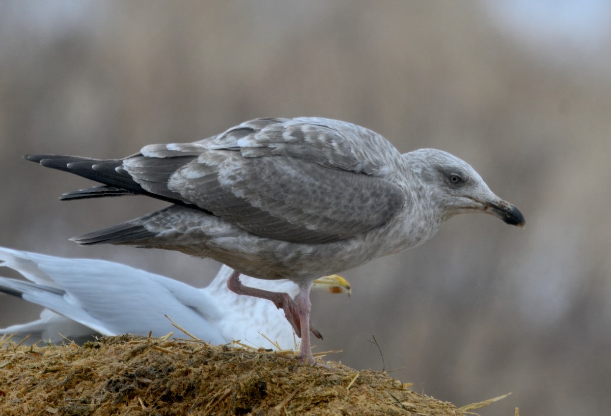 Мартиновий sp. - ML646568429