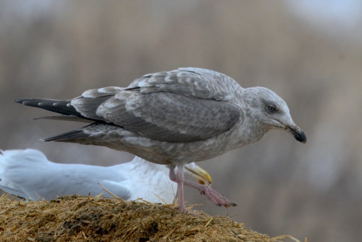 Мартиновий sp. - ML646568432