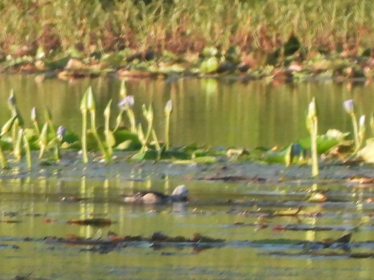 Cotton Pygmy-Goose - ML646568450