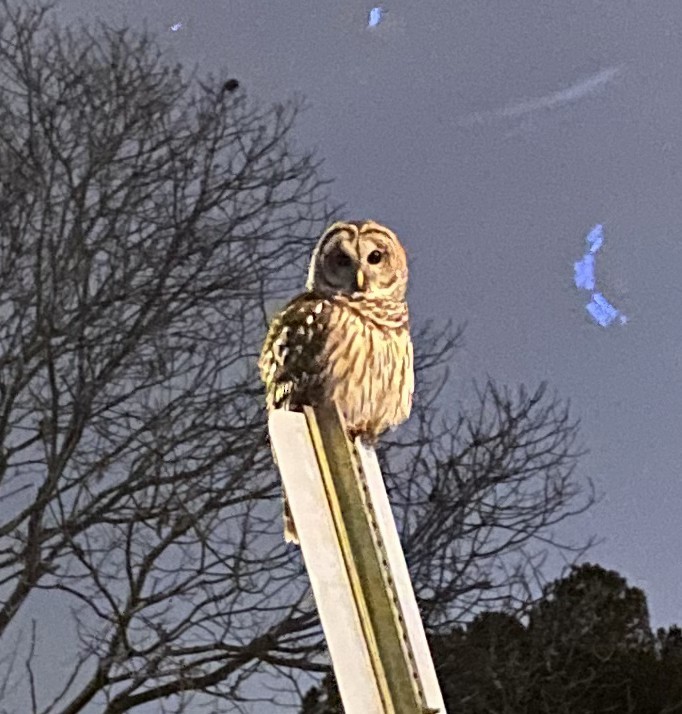 Barred Owl - ML646568454