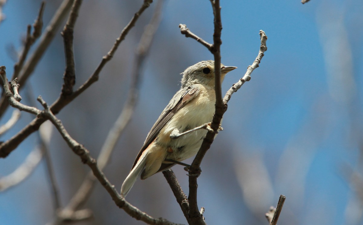 Lucy's Warbler - ML646568455