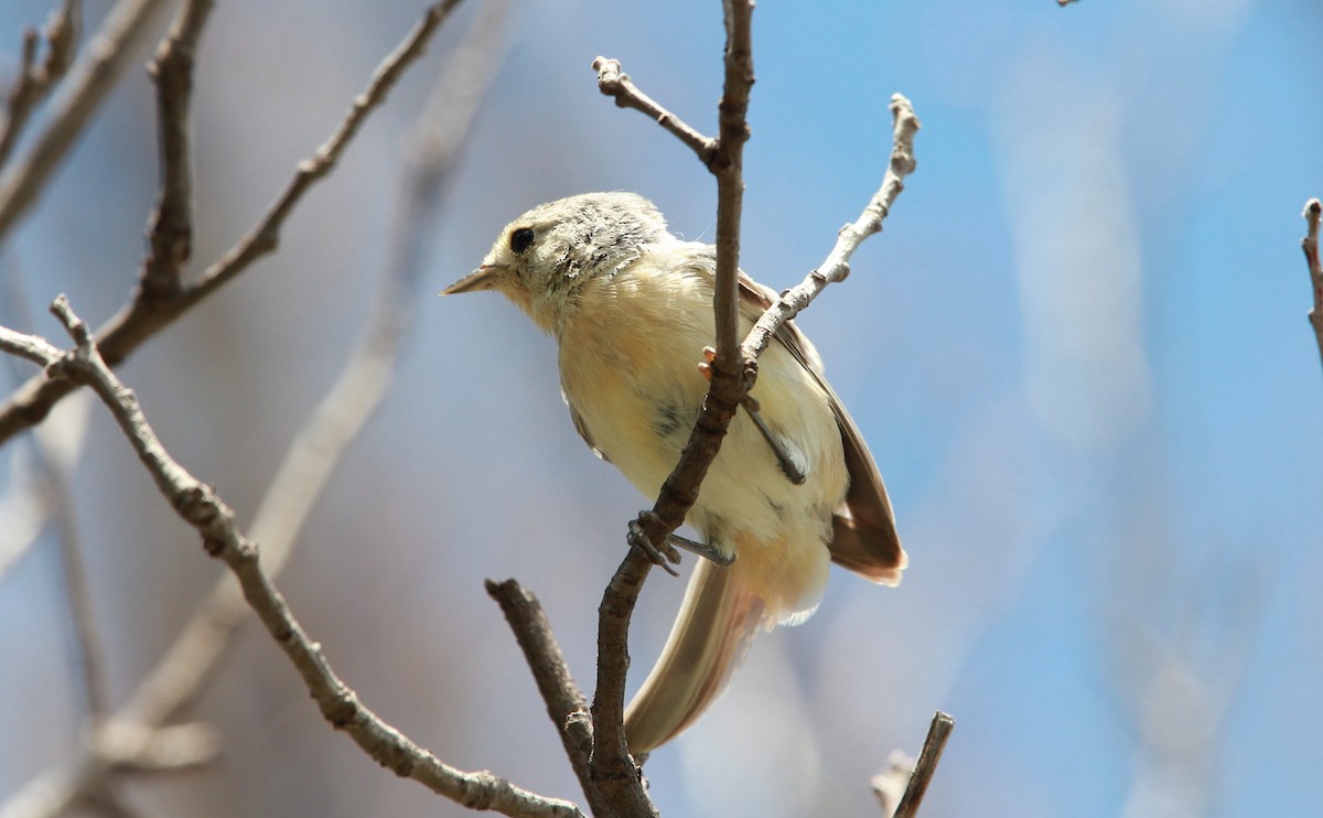 Lucy's Warbler - ML646568456