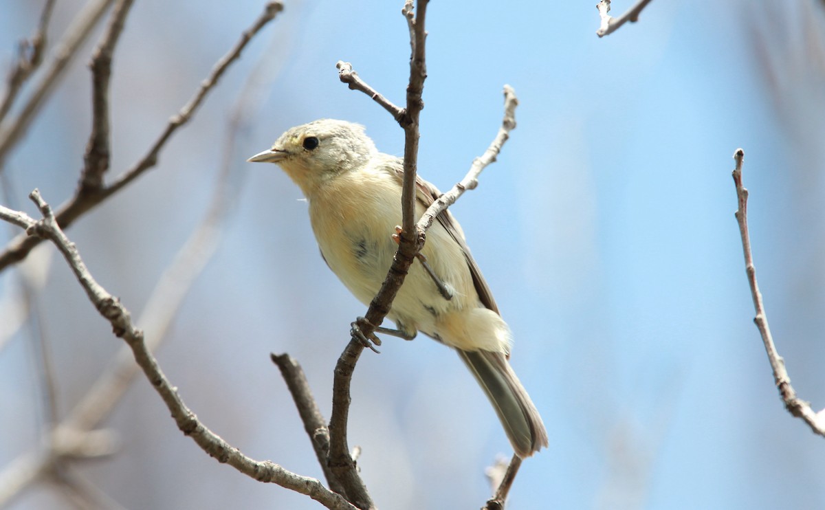 Lucy's Warbler - ML646568457
