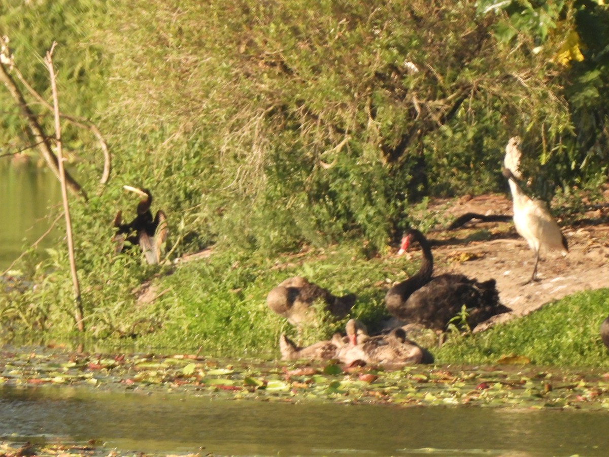 Black Swan - ML646568458
