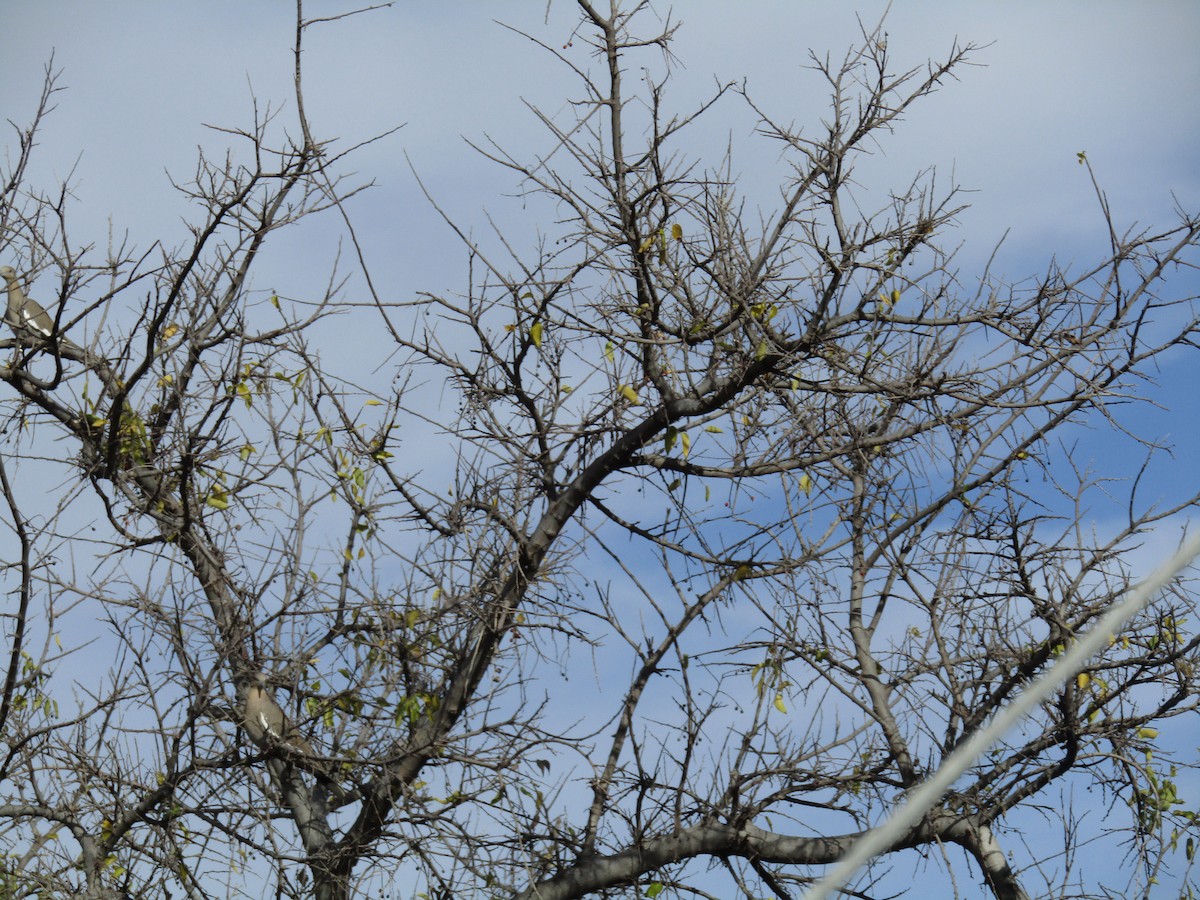 hrdlička bělavokřídlá - ML646568459