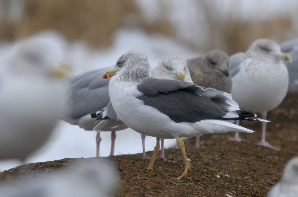 Kara Sırtlı Martı - ML646568460