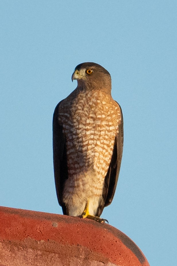 Яструб чорноголовий - ML646568461