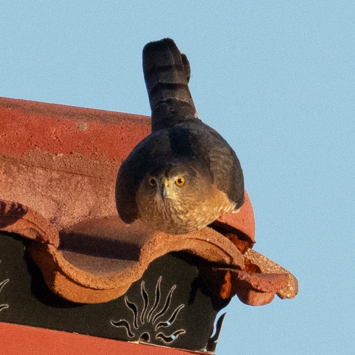 Яструб чорноголовий - ML646568462