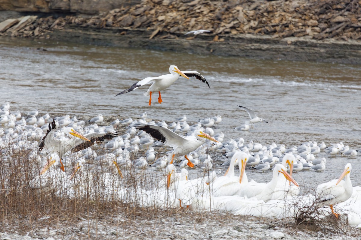 Nashornpelikan - ML646568463