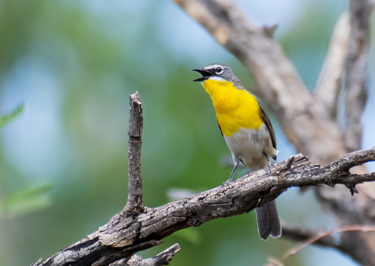 Yellow-breasted Chat - ML646568466