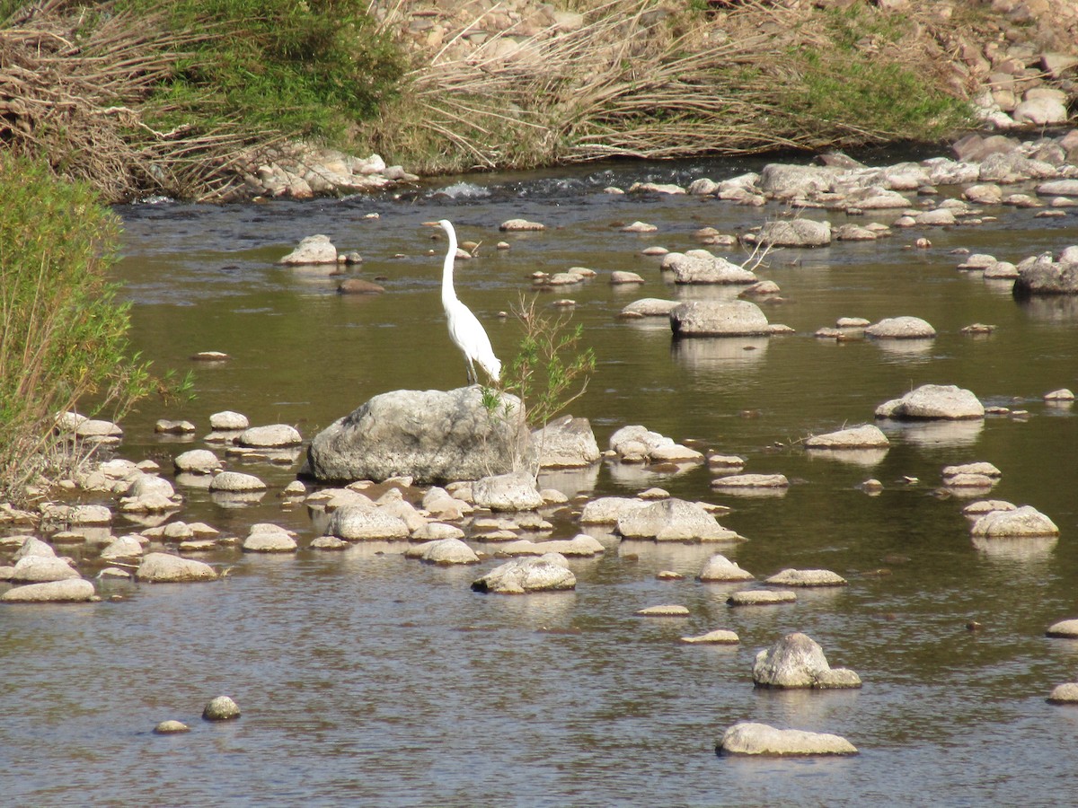 volavka bílá - ML646568468