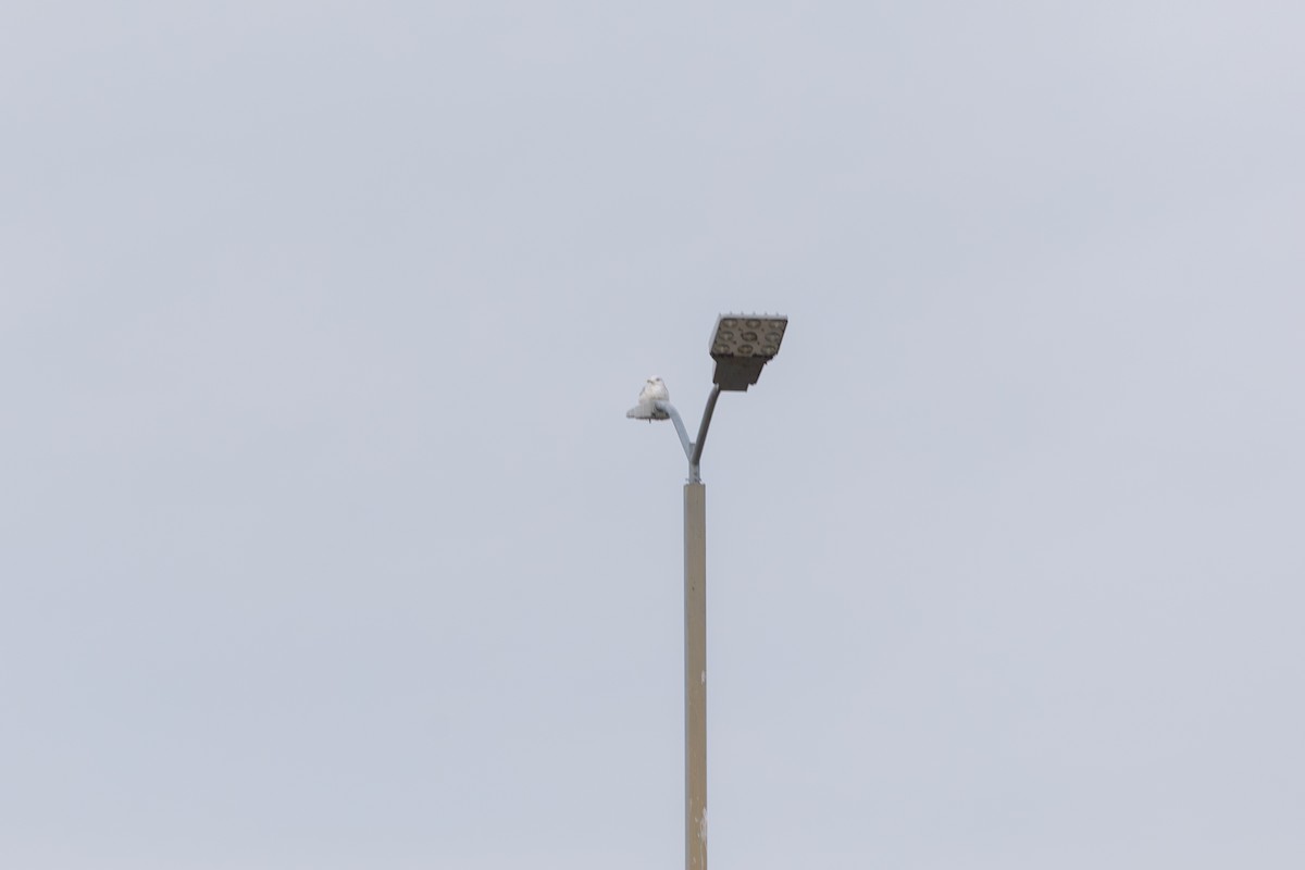 Kanadamöwe - ML646568471