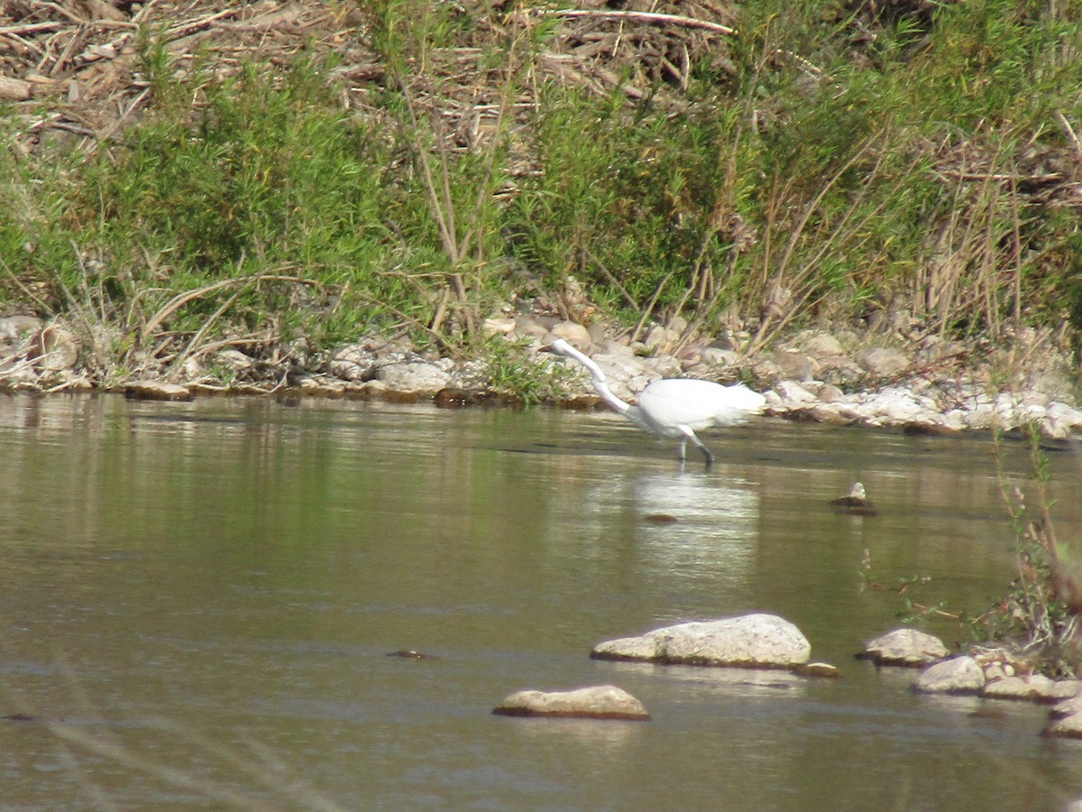 volavka bílá - ML646568472