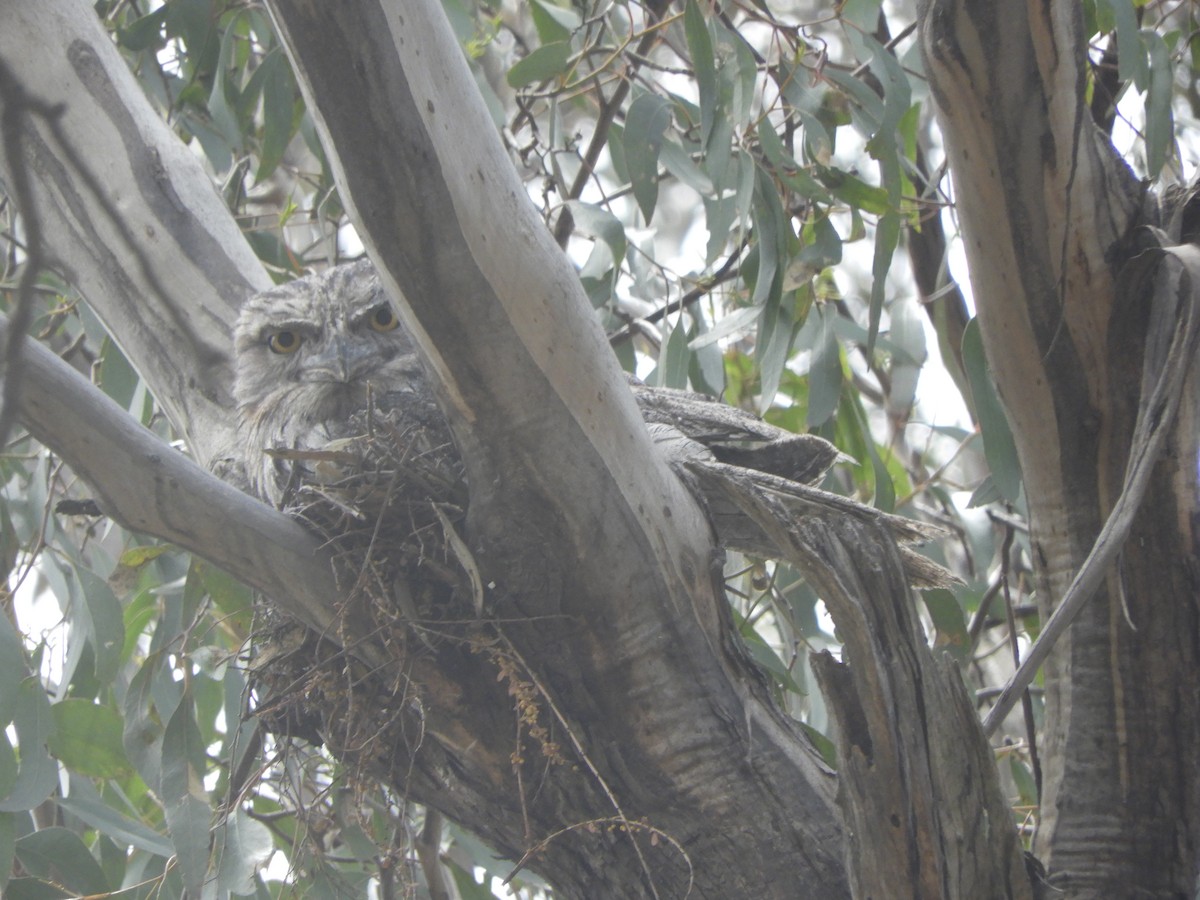 Tawny Frogmouth - ML646568473