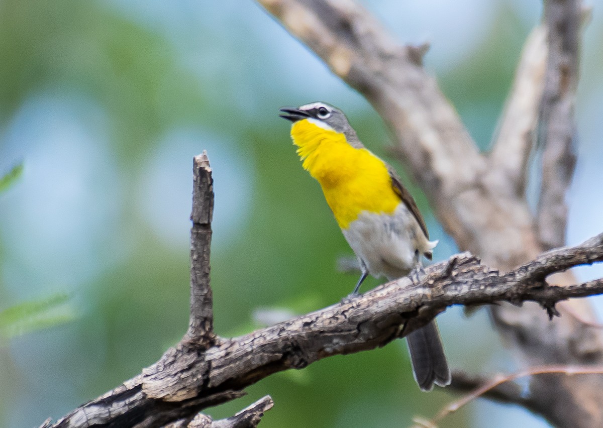 Yellow-breasted Chat - ML646568474