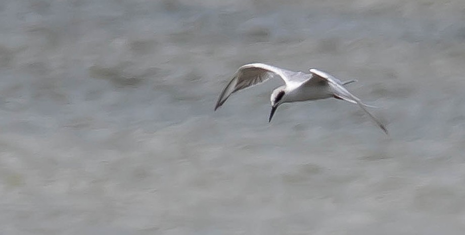 Gull-billed Tern - ML646568475