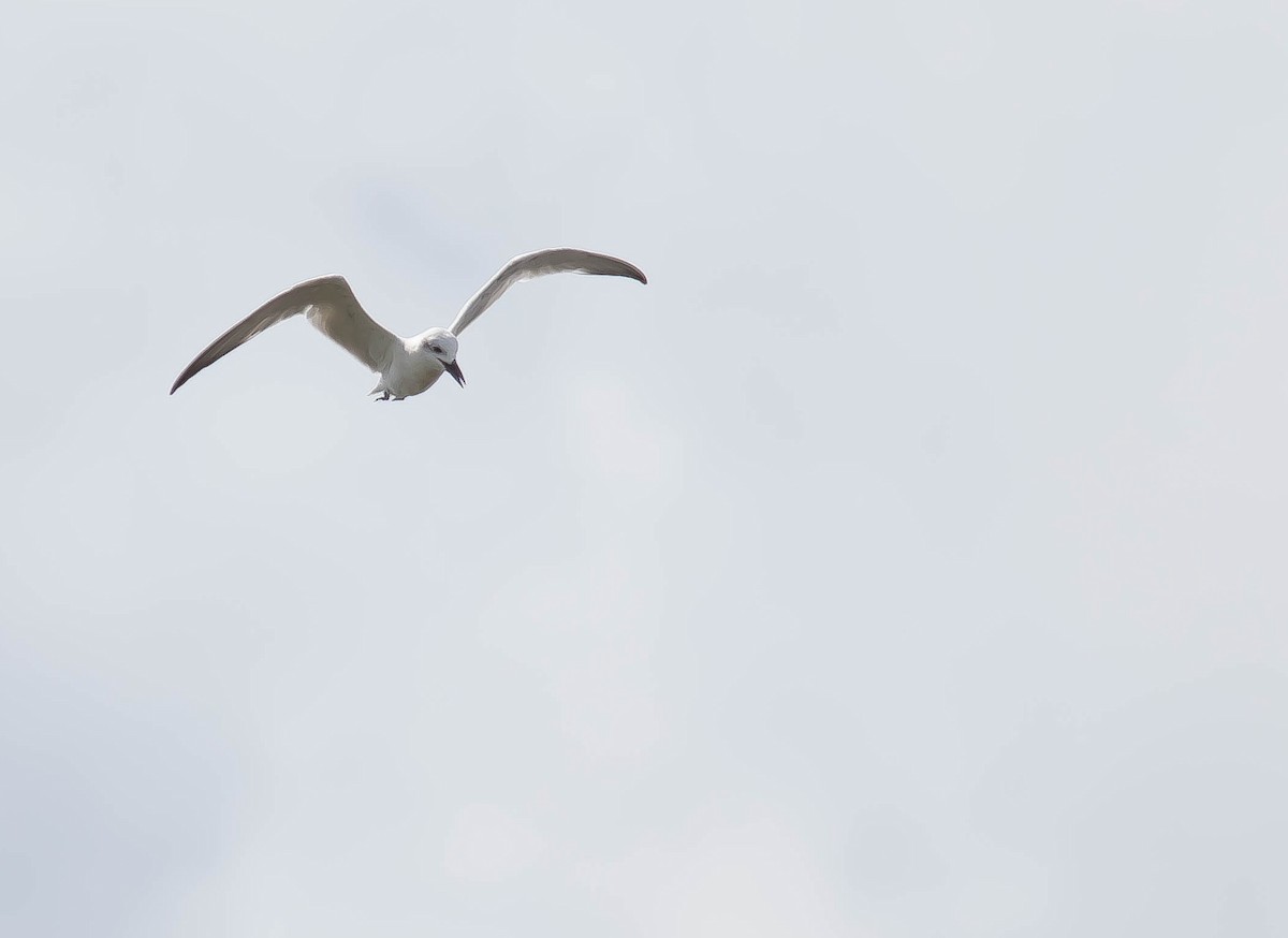 Gull-billed Tern - ML646568476