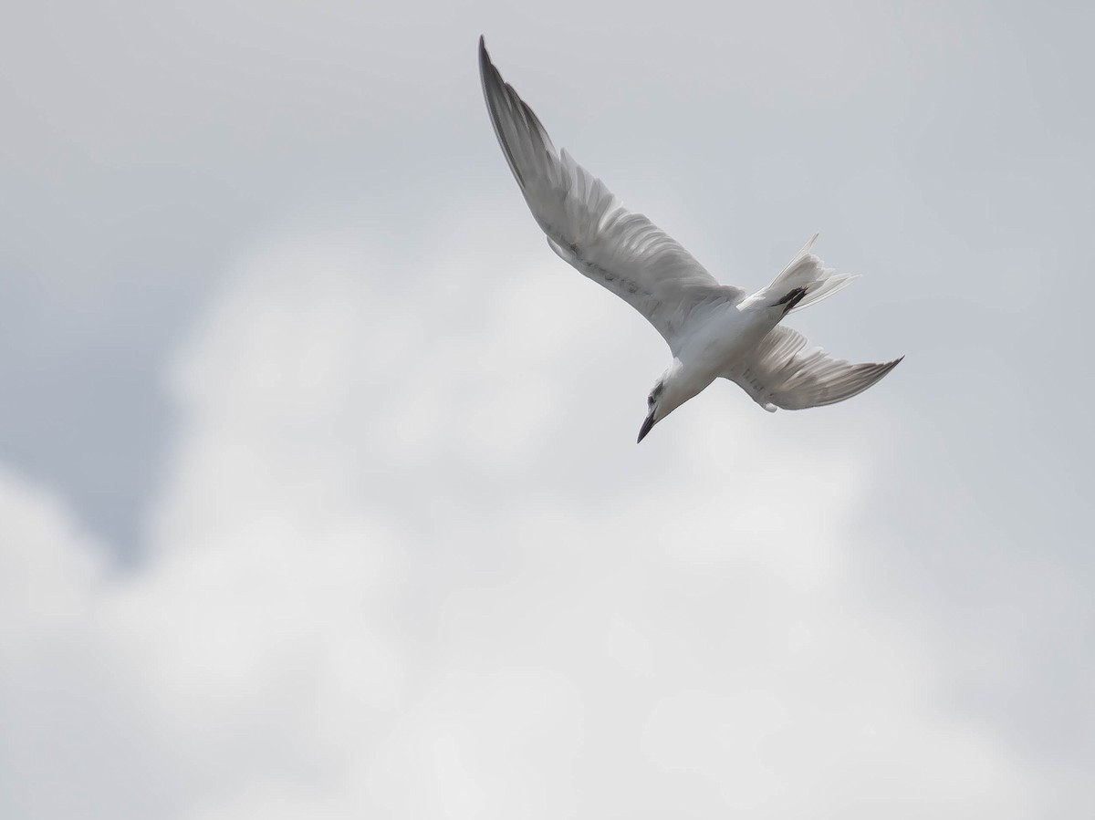 Gull-billed Tern - ML646568477